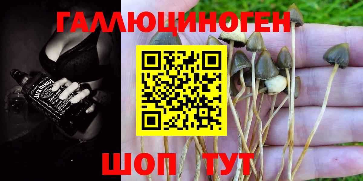 Псилоцибиновые грибы Psilocybine cubensis Новошахтинск